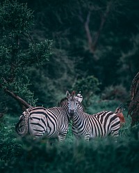 Zebra