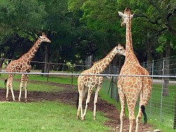 Girrafe in zoo